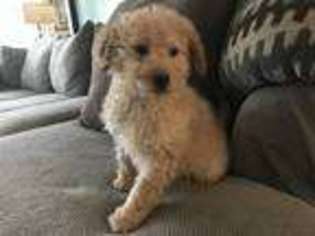 Goldendoodle Puppy for sale in New Haven, MI, USA