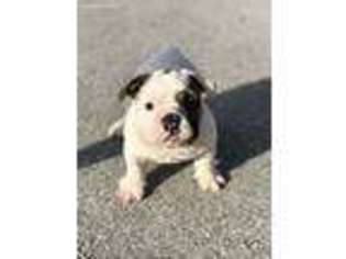 Bulldog Puppy for sale in Weston, FL, USA