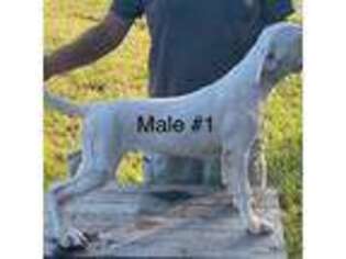 Dogo Argentino Puppy for sale in Minter City, MS, USA