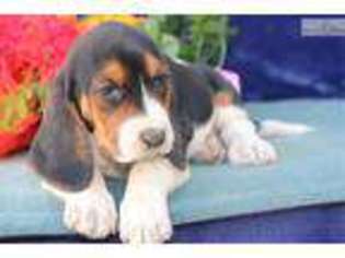 Basset Hound Puppy for sale in Lancaster, PA, USA