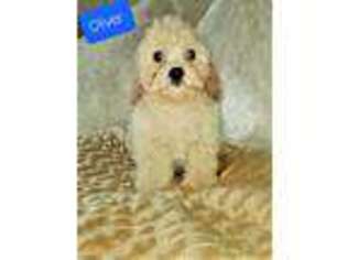 Cavachon Puppy for sale in Richmond, MI, USA