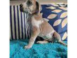 Great Dane Puppy for sale in Henry, VA, USA