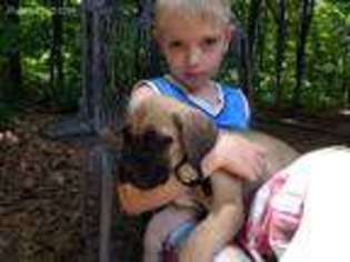 Cane Corso Puppy for sale in Rockford, MI, USA