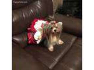 Biewer Terrier Puppy for sale in Houston, TX, USA
