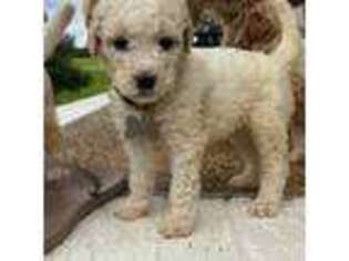 Goldendoodle Puppy for sale in Cookeville, TN, USA