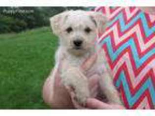 Mutt Puppy for sale in Port Royal, PA, USA