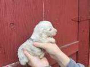 Australian Shepherd Puppy for sale in Manistee, MI, USA