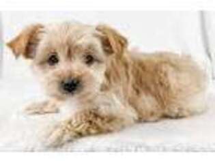 Yorkshire Terrier Puppy for sale in Winamac, IN, USA