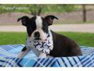 Boston Terrier Puppy for sale in Eden Valley, MN, USA