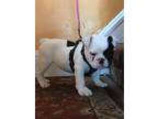 Bulldog Puppy for sale in Plainfield, NJ, USA