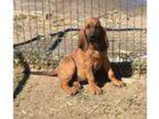 Bloodhound Puppy for sale in Fort Morgan, CO, USA