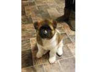 Akita Puppy for sale in Stevensville, MT, USA