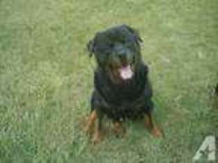 Rottweiler Puppy for sale in HAMILTON, MT, USA