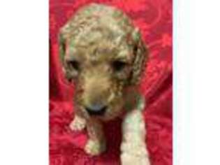 Goldendoodle Puppy for sale in Totowa, NJ, USA