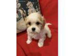 Cavachon Puppy for sale in Gurnee, IL, USA