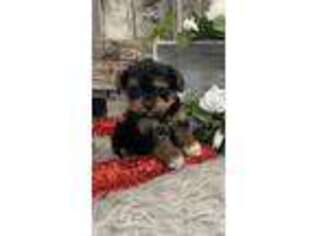 Poovanese Puppy for sale in Shipshewana, IN, USA