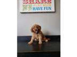 Cavapoo Puppy for sale in Mobile, AL, USA