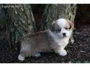 Pembroke Welsh Corgi Puppy for sale in Urbana, OH, USA