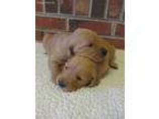 Golden Retriever Puppy for sale in Athens, TN, USA