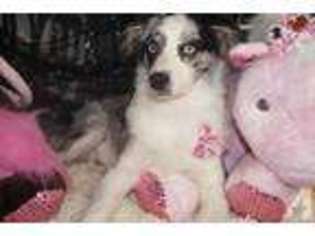 Miniature Australian Shepherd Puppy for sale in MELBOURNE, FL, USA