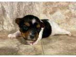 Biewer Terrier Puppy for sale in Bowersville, GA, USA