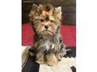 Yorkshire Terrier Puppy for sale in Cook, MN, USA