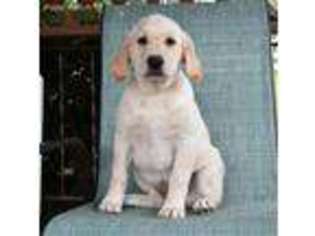 Labrador Retriever Puppy for sale in Holmesville, OH, USA