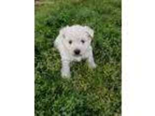 West Highland White Terrier Puppy for sale in Texarkana, AR, USA