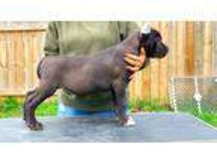 Cane Corso Puppy for sale in Melvindale, MI, USA