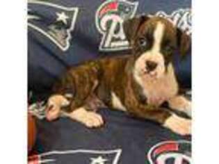 Boxer Puppy for sale in Methuen, MA, USA