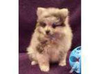 Pomeranian Puppy for sale in BURLESON, TX, USA