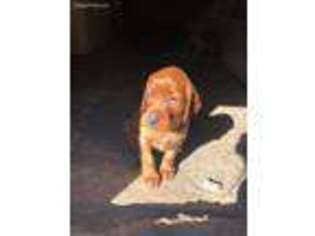 Irish Setter Puppy for sale in Waldron, MI, USA