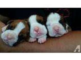 Boxer Puppy for sale in HIALEAH, FL, USA