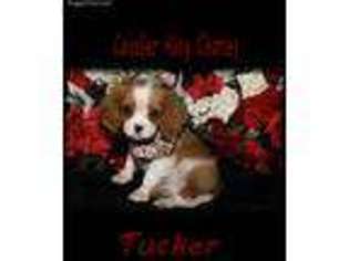 Cavalier King Charles Spaniel Puppy for sale in Uniontown, OH, USA