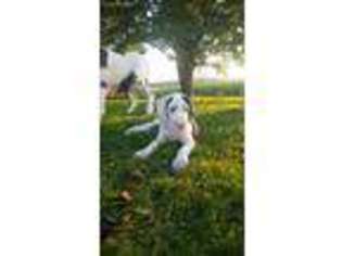 Great Dane Puppy for sale in Arcade, NY, USA