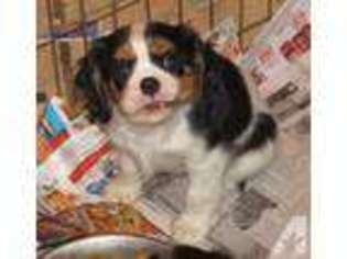 Cavalier King Charles Spaniel Puppy for sale in GILROY, CA, USA