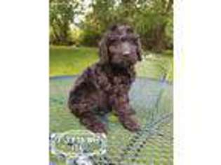 Goldendoodle Puppy for sale in Ogden, IA, USA