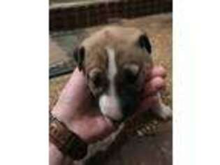 Bull Terrier Puppy for sale in Ripley, MS, USA