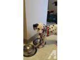 Dalmatian Puppy for sale in COLUMBUS, OH, USA