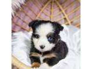 Miniature Australian Shepherd Puppy for sale in Longwood, FL, USA