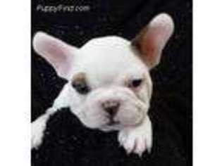 French Bulldog Puppy for sale in Shelbyville, IL, USA