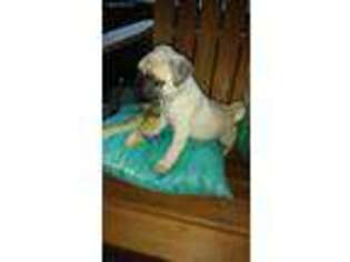 Pug Puppy for sale in Collins, GA, USA
