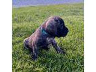 Mastiff Puppy for sale in Wabash, IN, USA