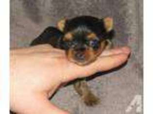 Yorkshire Terrier Puppy for sale in ALEXANDRIA, KY, USA