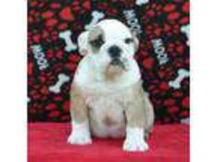 Bulldog Puppy for sale in Owingsville, KY, USA