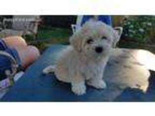 Havanese Puppy for sale in Federal Way, WA, USA