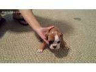 Bulldog Puppy for sale in Council Bluffs, IA, USA