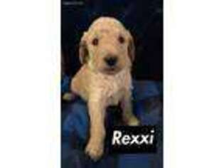 Goldendoodle Puppy for sale in Roseau, MN, USA