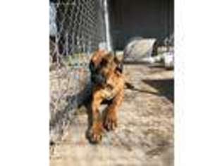 Rhodesian Ridgeback Puppy for sale in Farmersville, TX, USA