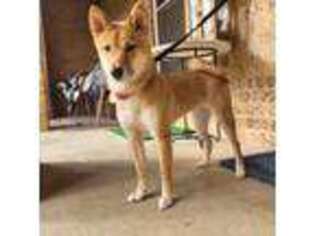 Shiba Inu Puppy for sale in Arlington, TX, USA